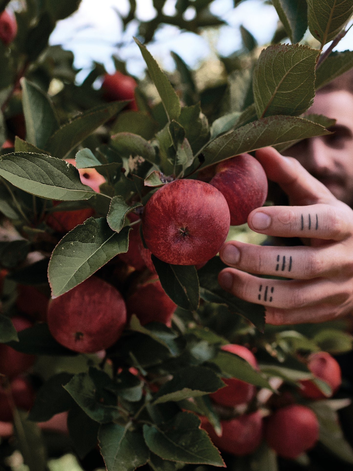 Dutch Barn Is Made from British Apples